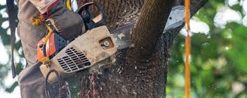 Best Pest Control for Lawns  in , NE