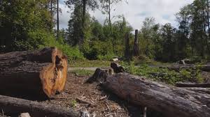 Best Tree Risk Assessment  in , NE