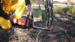 Best Storm Damage Tree Cleanup  in , NE