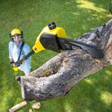 Best Tree Cabling and Bracing  in , NE