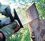 Best Hazardous Tree Removal  in , NE