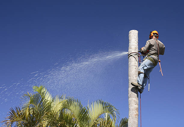 Best Tree Maintenance Programs  in , NE