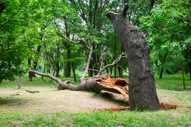 Best Stump Grinding and Removal  in , NE