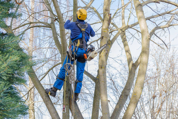 Best Tree Disease Treatment  in , NE