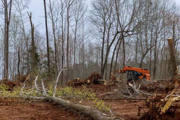 Best Fruit Tree Pruning  in , NE