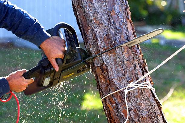 Best Lawn Maintenance Plans  in , NE