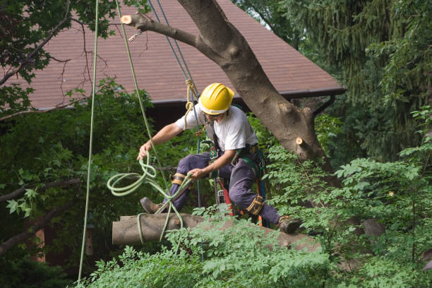Best Palm Tree Trimming  in , NE