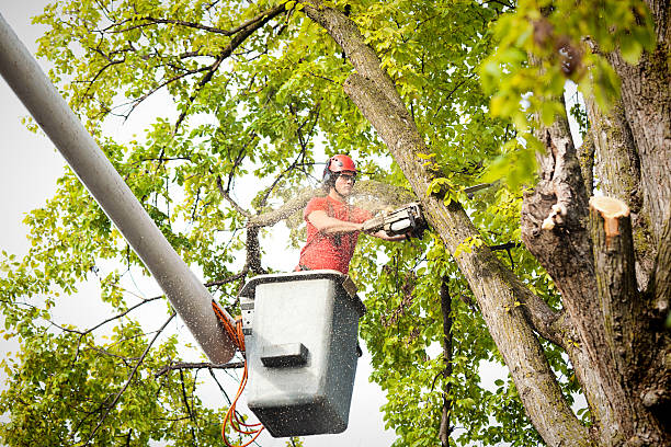Best Tree Health Inspection  in , NE