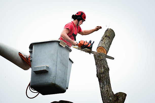 Best Emergency Tree Removal  in , NE