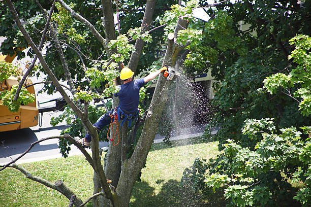 Best Commercial Tree Services  in , NE