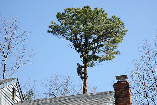 Best Tree and Shrub Care  in , NE