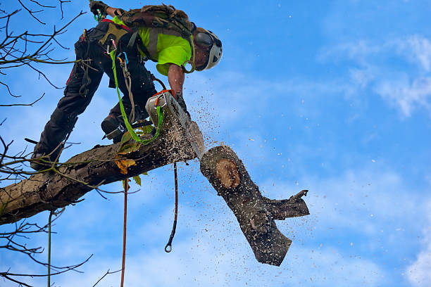 Best Tree Preservation Services  in , NE